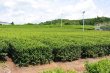 画像5: テアニンの抹茶　静岡産 50g×2袋 茶道の抹茶をもっと気軽に、ポスト投函送料無料 (5)