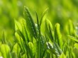 画像6: 業務用粉末緑茶スティック  無添加つゆひかり 0.5g×1000本　送料込 (6)