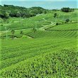 画像7: 業務用粉末緑茶スティック  無添加つゆひかり 0.5g×1000本　送料込 (7)