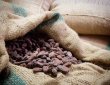 画像8: 手作りチョコは直輸入カカオ豆　Dak Lak産（ベトナム）５００ｇ　ポスト投函便 送料無料 (8)