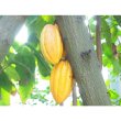 画像5: カカオ豆からkotje(コッチェ）が丁寧に仕上げたクーベルチュール２kg  手作りチョコ、 製菓用、製パン用 、送料無料 (5)