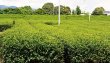 画像5: ポスト投函便 送料込　深蒸し上級煎茶　静岡産（２００g×2袋セット） (5)