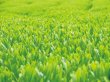 画像5: カテキンの深蒸し上級煎茶　2００g✕４袋　静岡産　コンパクト便送料無料 (5)