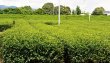 画像7: カテキンのまるごと粉末緑茶 200g 静岡産１００％添加物無し（ポスト投函便） (7)