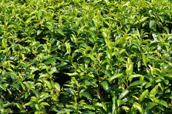 画像5: 業務用粉末緑茶１kg静岡産１００％（２００ｇ×５） (5)