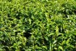 画像5: カテキンの粉末緑茶２００ｇ×3袋、コンパクト便、静岡産１００％　送料無料 (5)