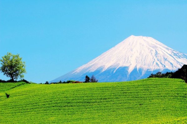 画像7: 業務用粉末緑茶１kg静岡産１００％（２００ｇ×５） (7)