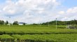 画像6: カテキンの粉末緑茶２００ｇ×3袋、コンパクト便、静岡産１００％　送料無料 (6)