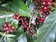 画像8: 焙煎は簡単‼︎ ブラジルpremium coffee プレミアム ショコラ 　サントアントニオ産、５００g、ポスト投函便送料無料 (8)