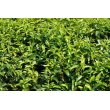 画像5: カテキンの粉末緑茶２００ｇ×3袋、コンパクト便、静岡産１００％　送料無料 (5)