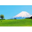 画像7: カテキンの粉末緑茶２００ｇ×3袋、コンパクト便、静岡産１００％　送料無料 (7)