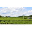 画像6: カテキンの粉末緑茶２００ｇ×3袋、コンパクト便、静岡産１００％　送料無料 (6)
